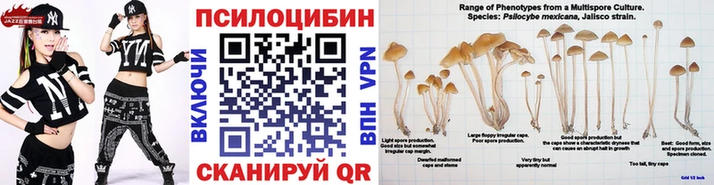 хочу   Медногорск  Псилоцибиновые грибы Cubensis 